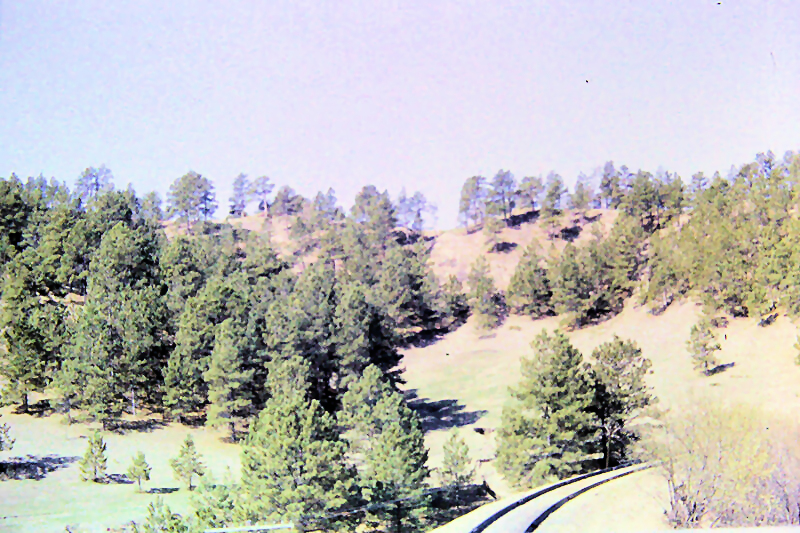 Plains and pine trees